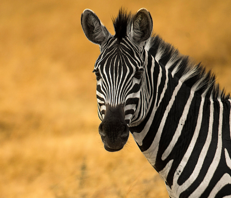 zebra