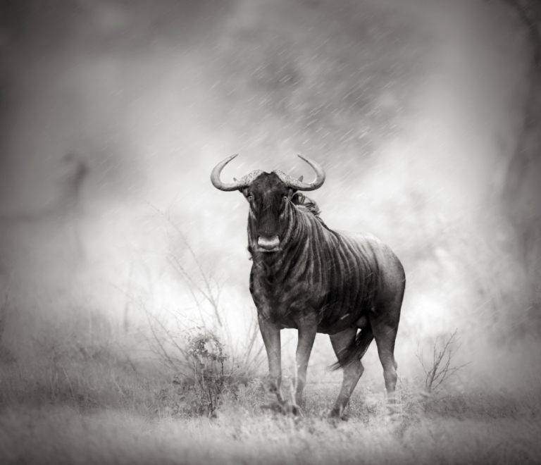 wildebeest