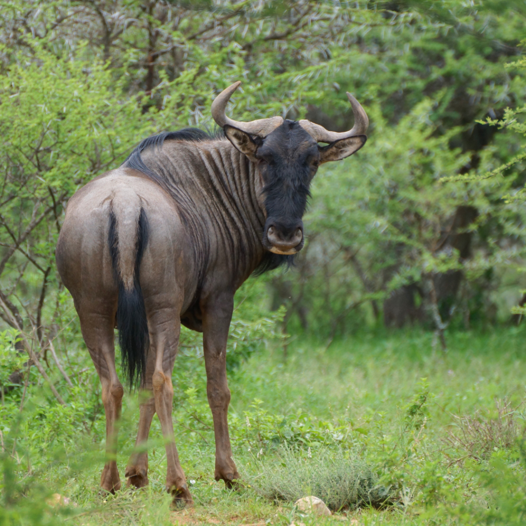 wildebeest