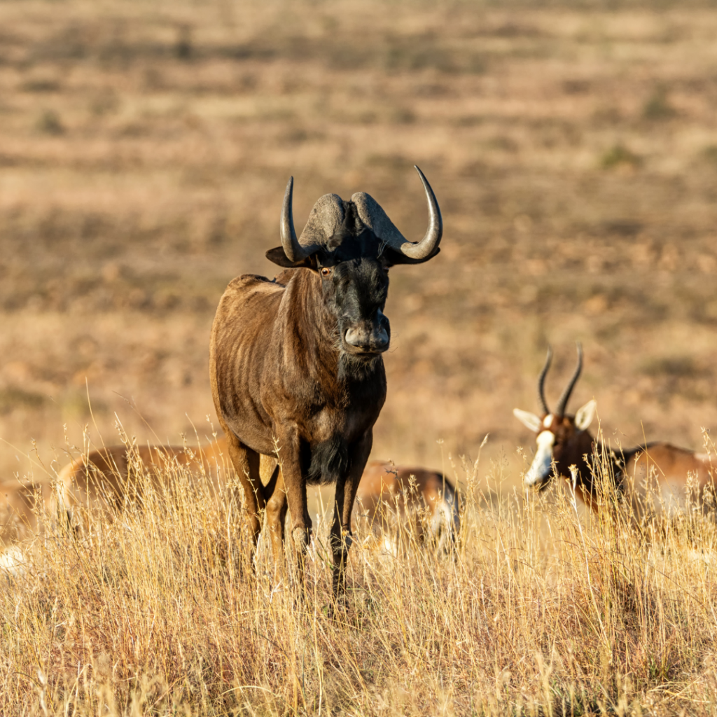 wildebeest