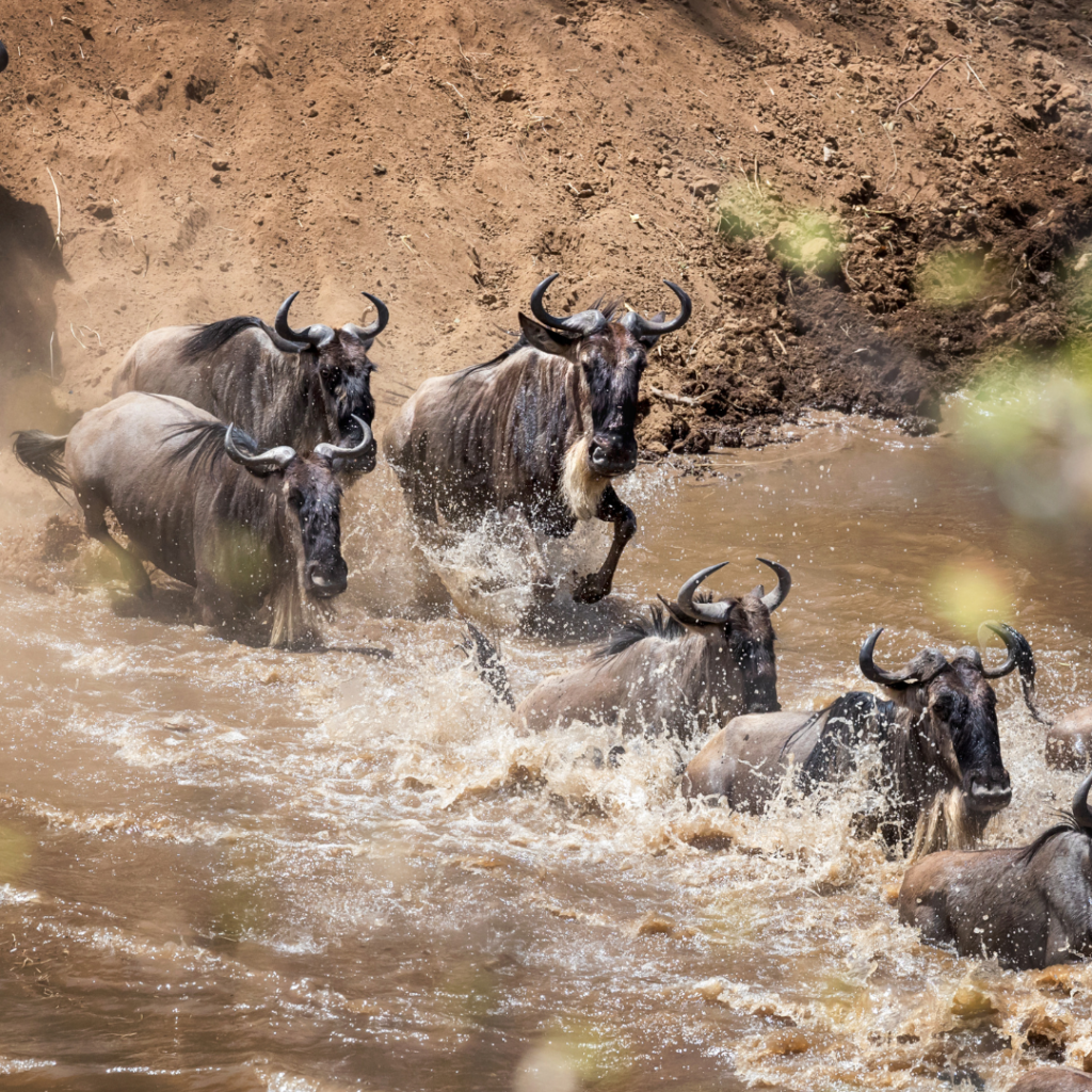 wildebeest