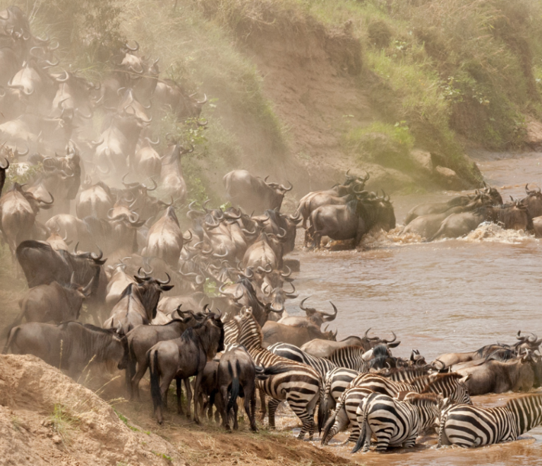 wildebeest migration