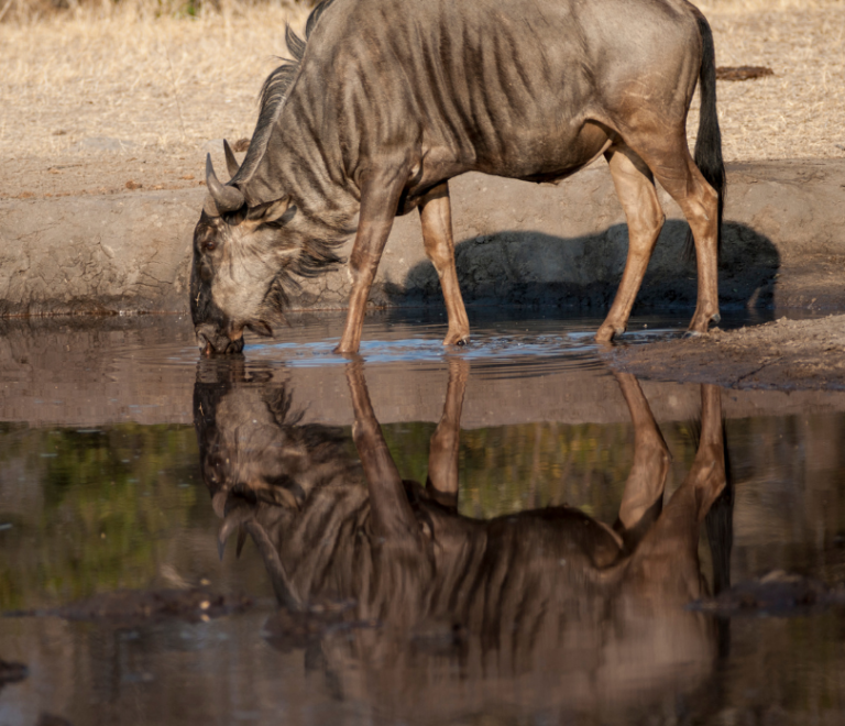 wildebeest