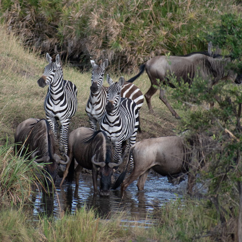 zebra and wildebeest