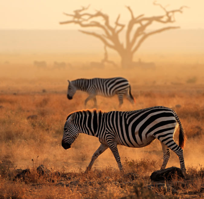 zebra