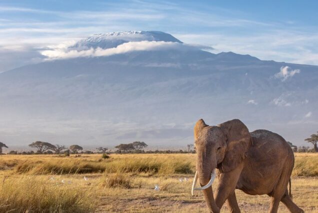 mount kenya national park