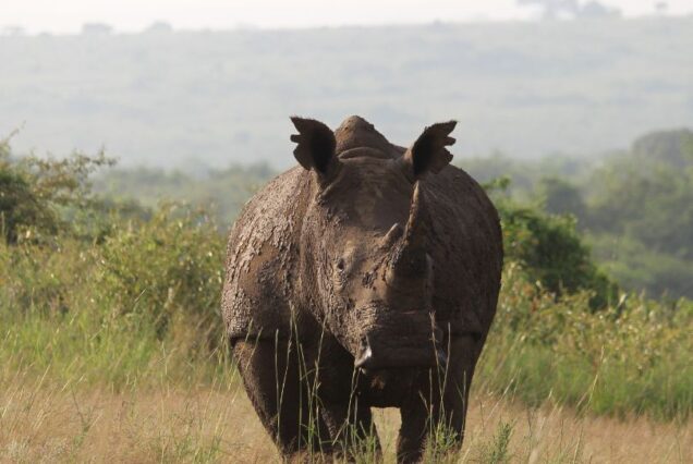 nairobi national park