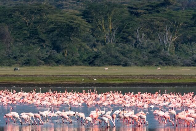 Lake nakuru national park