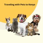 travelling with pets