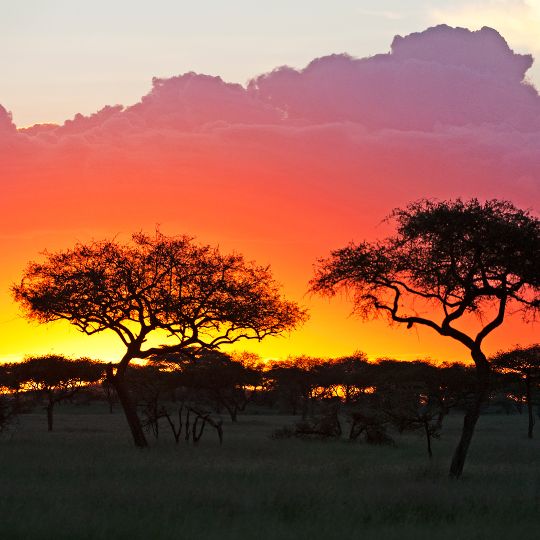 serengeti