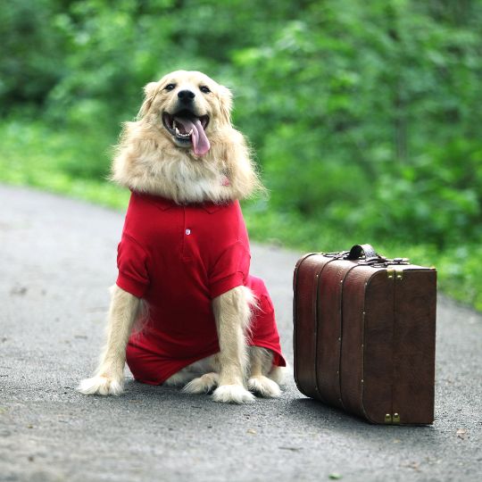 pet travel 