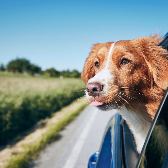 travelling with pets