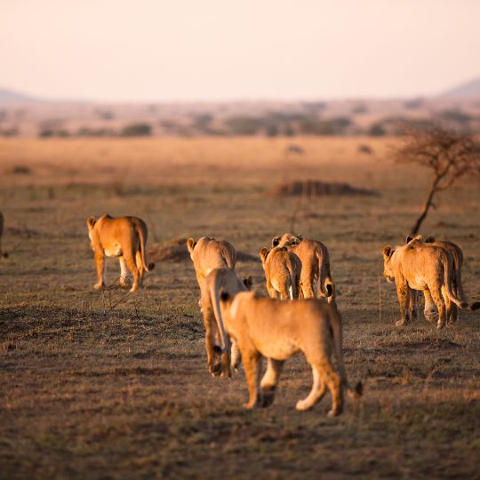 serengeti