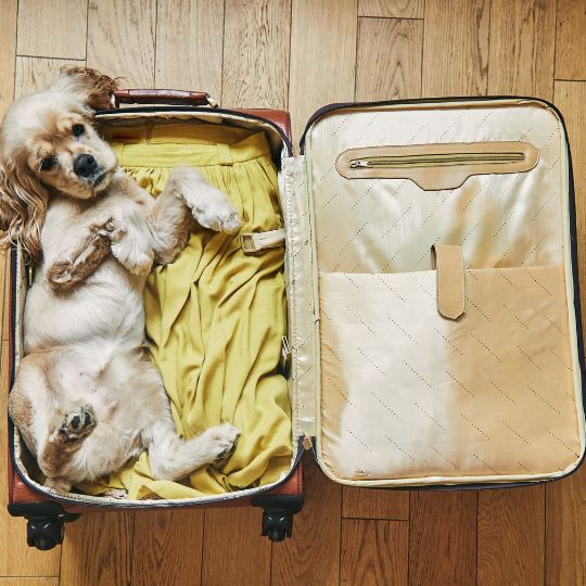 travelling with pets