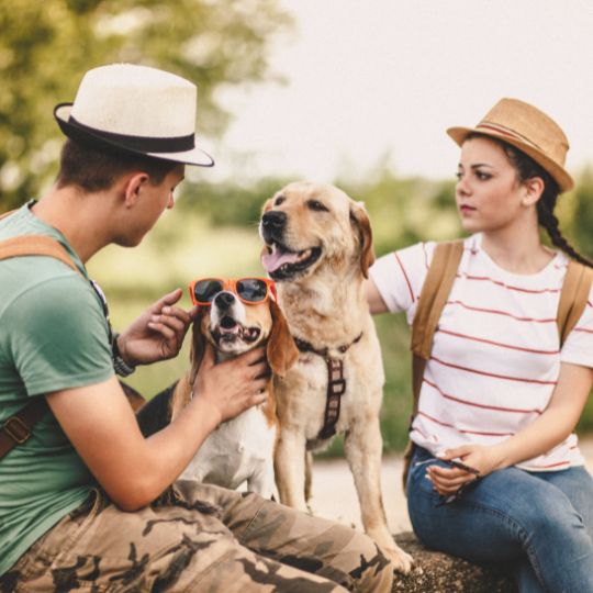 pet travel 