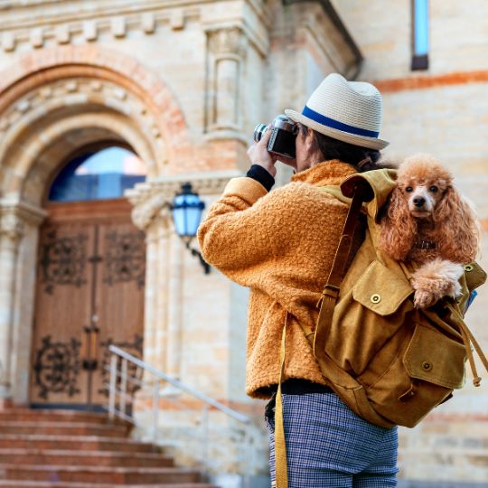 travelling with pets