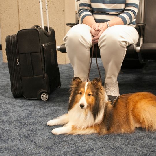 pet travel 