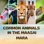 common animals