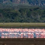 lake nakuru