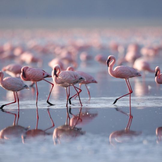 flamingoes