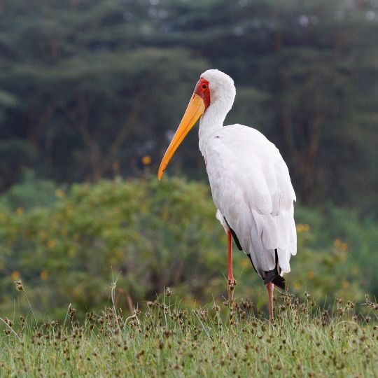 lake nakuru