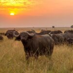 meru national park