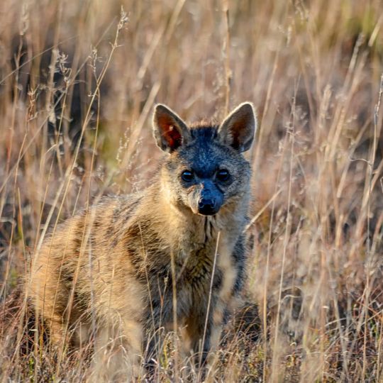 aardwolf