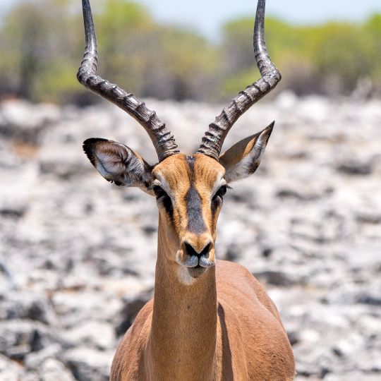 antelope