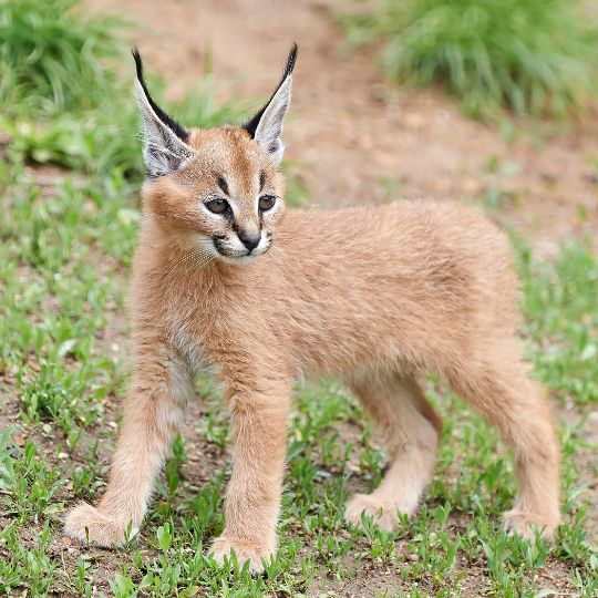 caracal