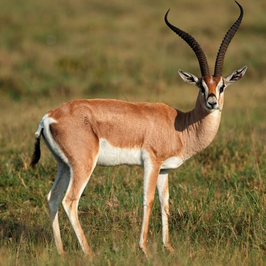 gazelle