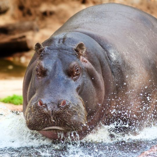 hippo