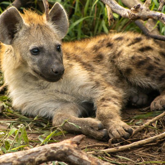 hyena