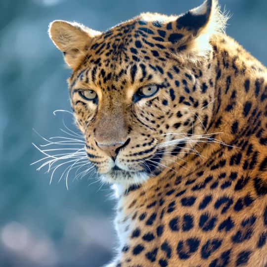 leopard