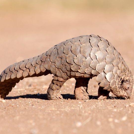 pangolin