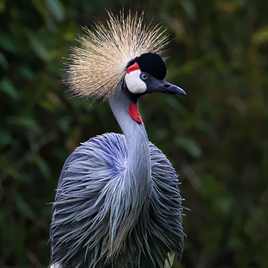 peacock