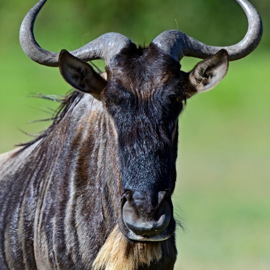 wildebeest