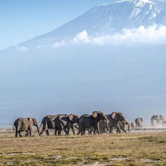 mount kenya national park